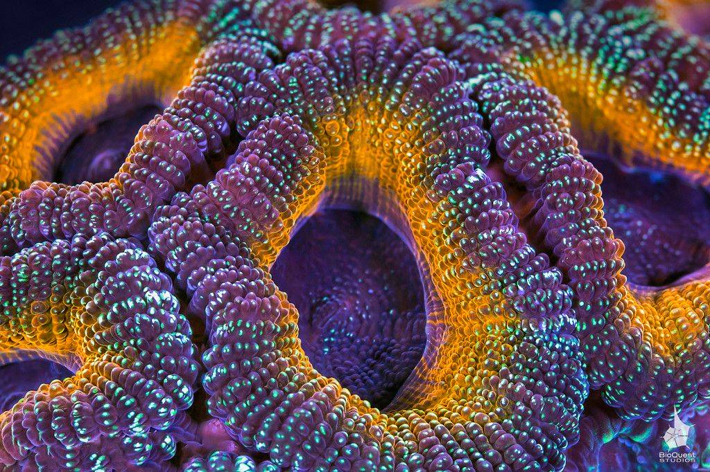 JB Corals UK