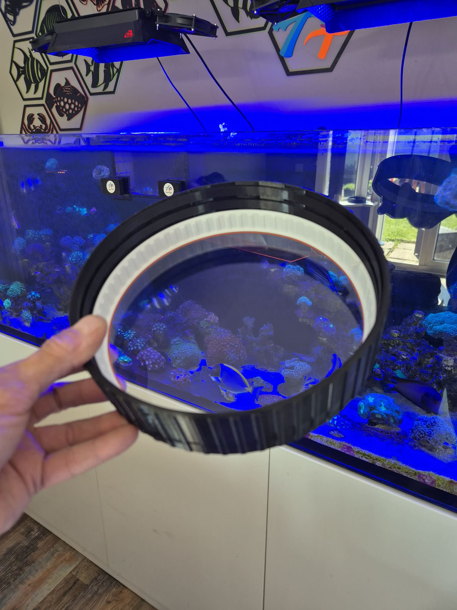 ReefPeek Coral Viewer - Image 2