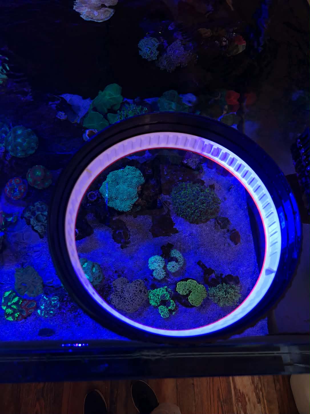 ReefPeek Coral Viewer - Image 3
